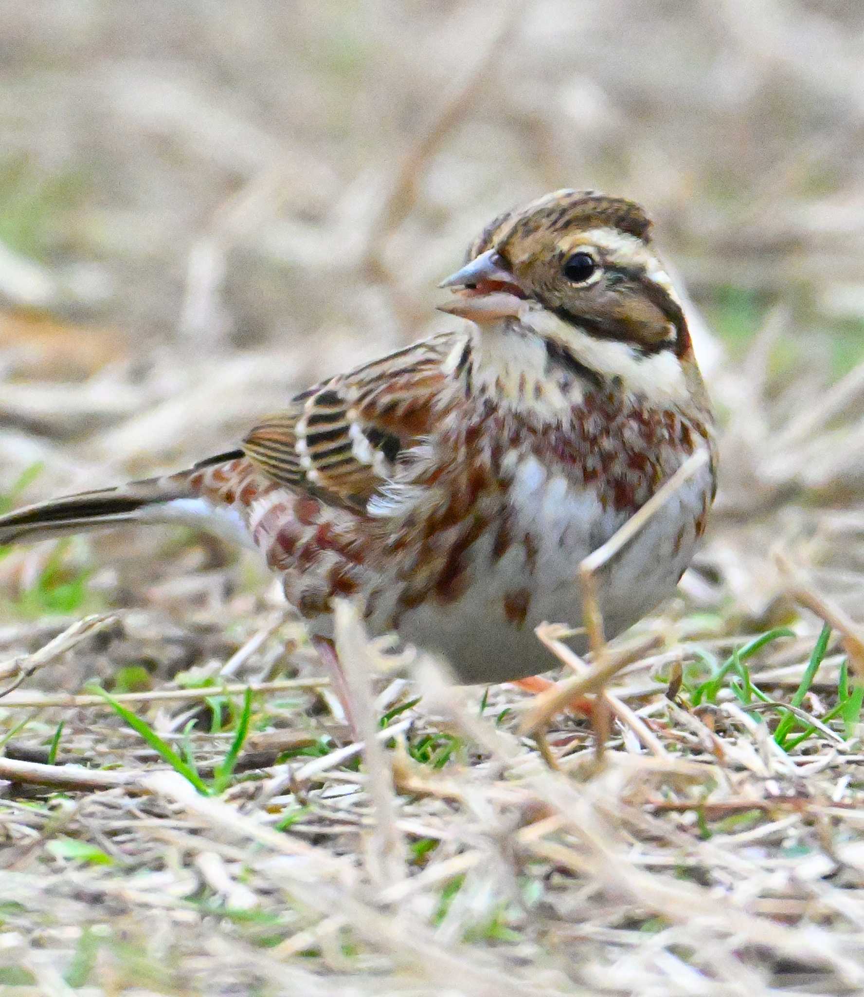 Rustic Bunting