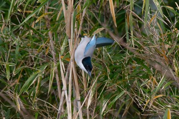 Azure-winged Magpie 自宅 Mon, 1/22/2024