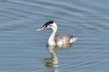 Great Crested Grebe Unknown Spots Thu, 11/8/2018