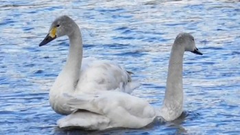 2024年1月21日(日) 長野県上田市 千曲川の野鳥観察記録