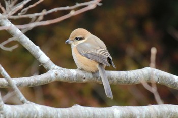 Bull-headed Shrike 大町自然観察園 Sat, 1/20/2024