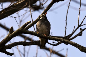 White-cheeked Starling 水主池公園(名古屋市緑区) Mon, 2/26/2018