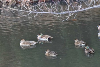 2024年1月5日(金) 座間谷戸山公園の野鳥観察記録