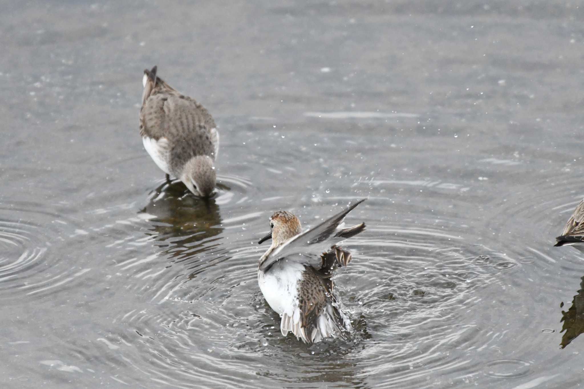 Dunlin