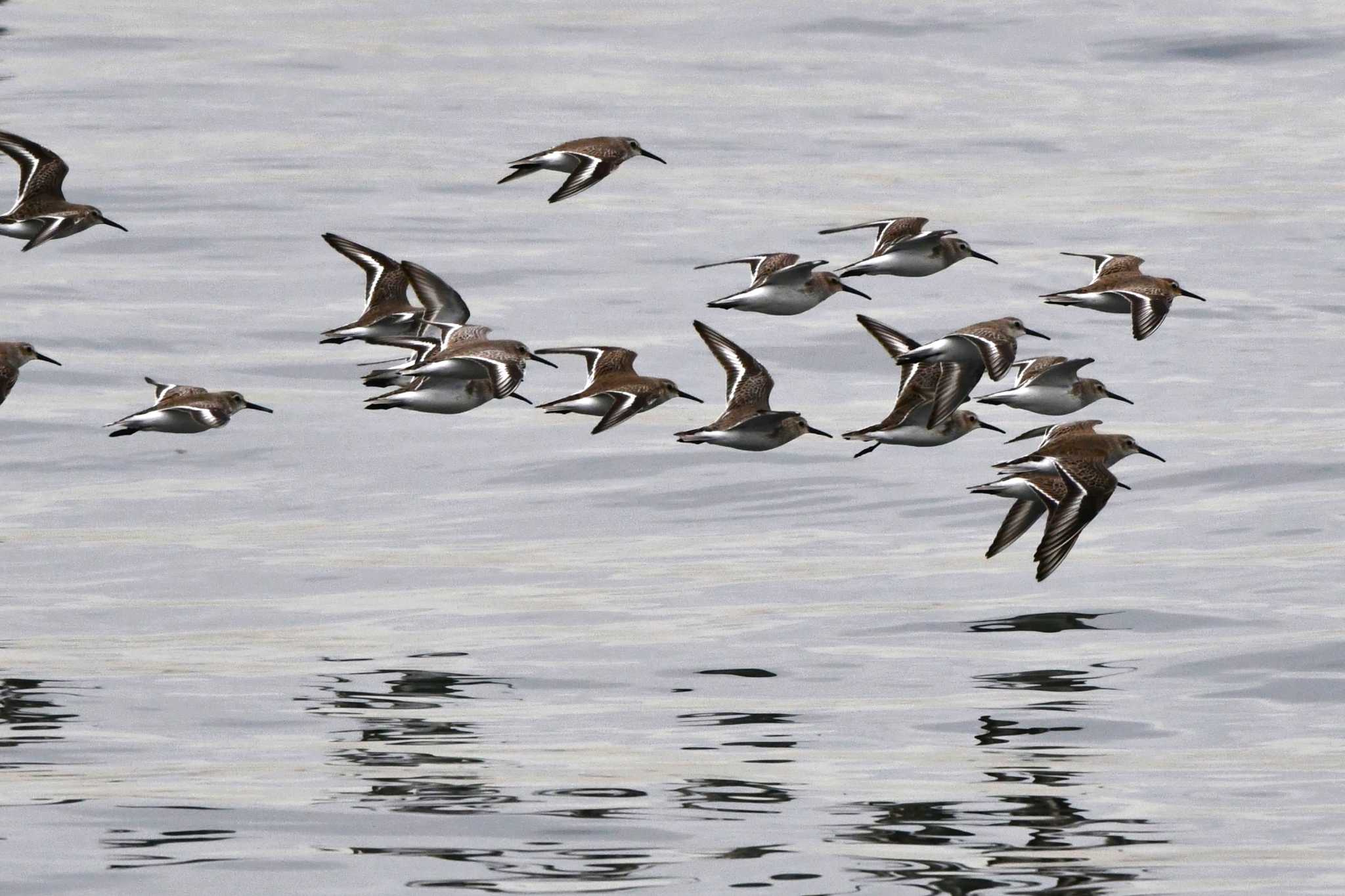 Dunlin