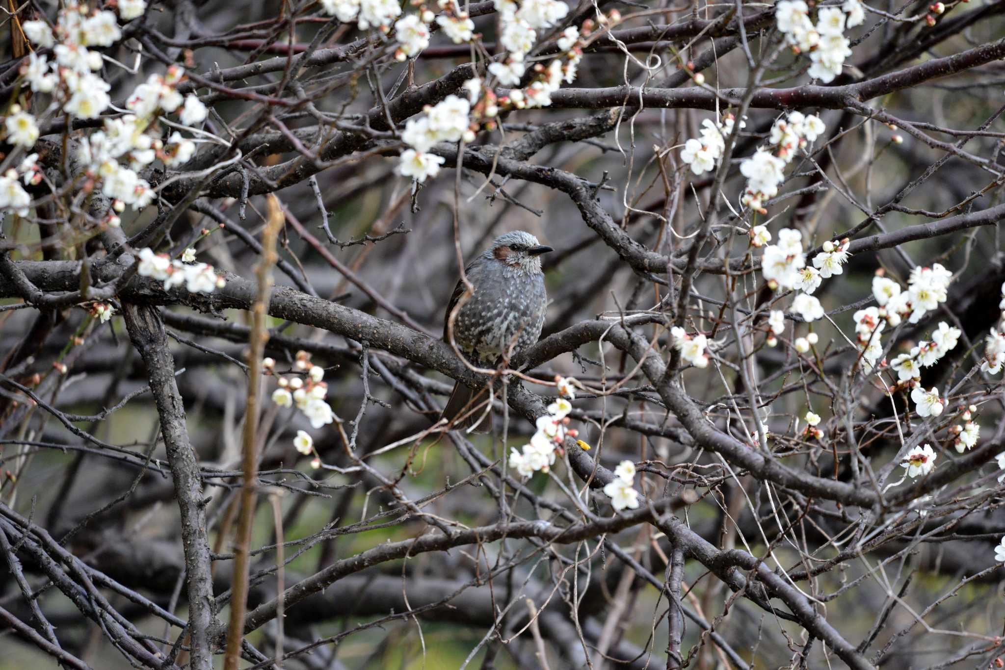 Photo of Brown-eared Bulbul at 加木屋緑地 by ポッちゃんのパパ