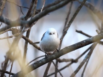 2024年1月19日(金) 伊豆沼の野鳥観察記録