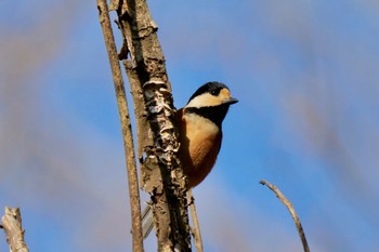 Varied Tit 海上の森 Fri, 1/19/2024