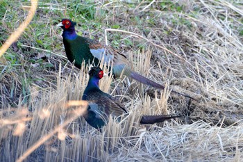 Green Pheasant 加木屋緑地 Wed, 1/24/2018