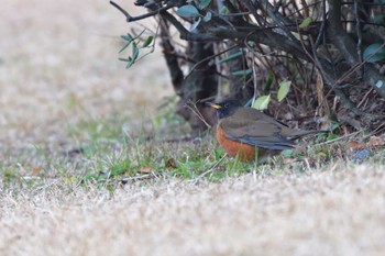 2024年1月4日(木) 長浜公園の野鳥観察記録