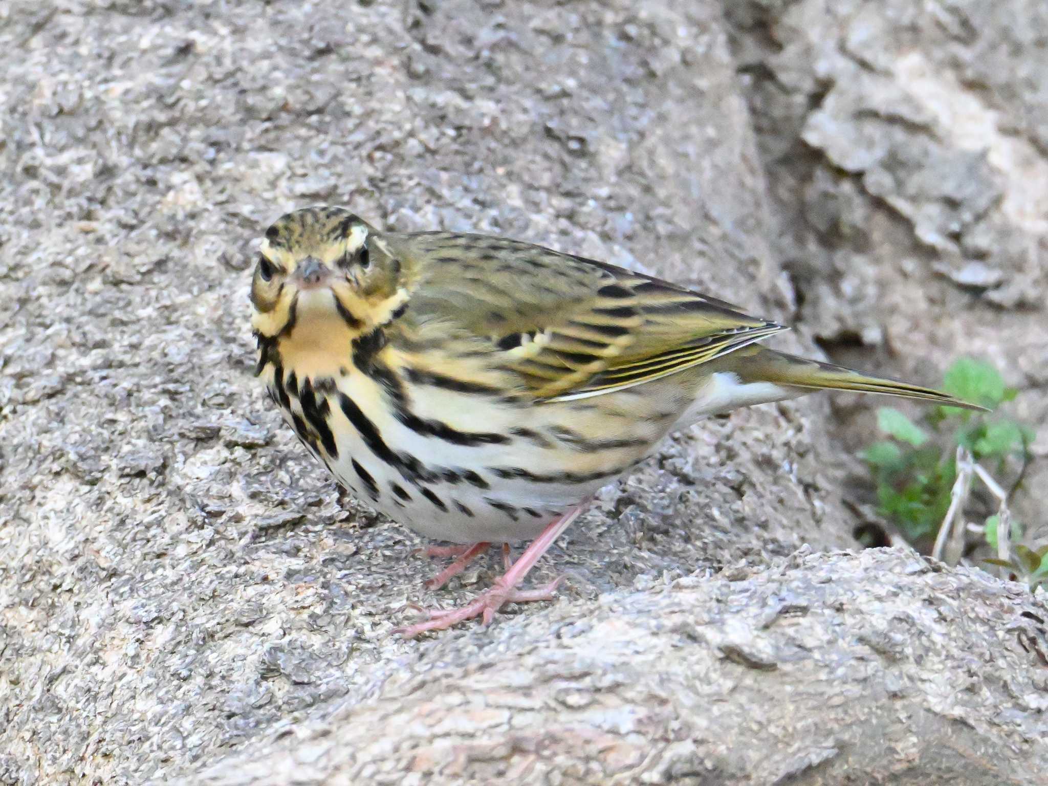 Olive-backed Pipit