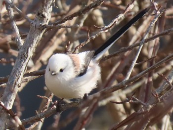 Long-tailed tit(japonicus) Izunuma Sat, 1/20/2024