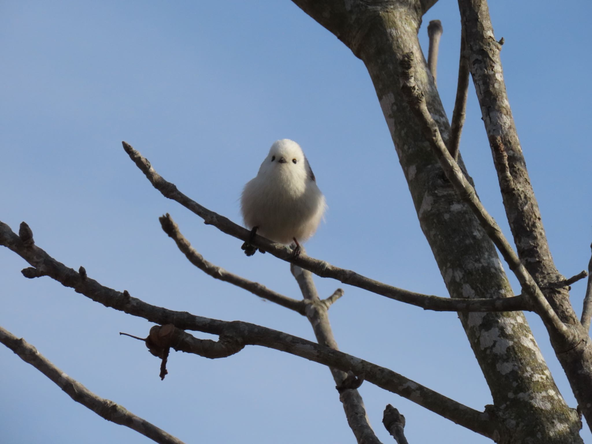 Photo of Long-tailed tit(japonicus) at Izunuma by しらたま