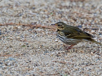 Olive-backed Pipit 再度山 Sun, 1/14/2024