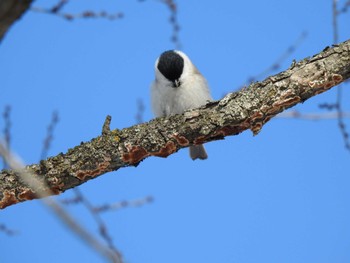 ハシブトガラ 芽室町 国見山 2024年1月20日(土)