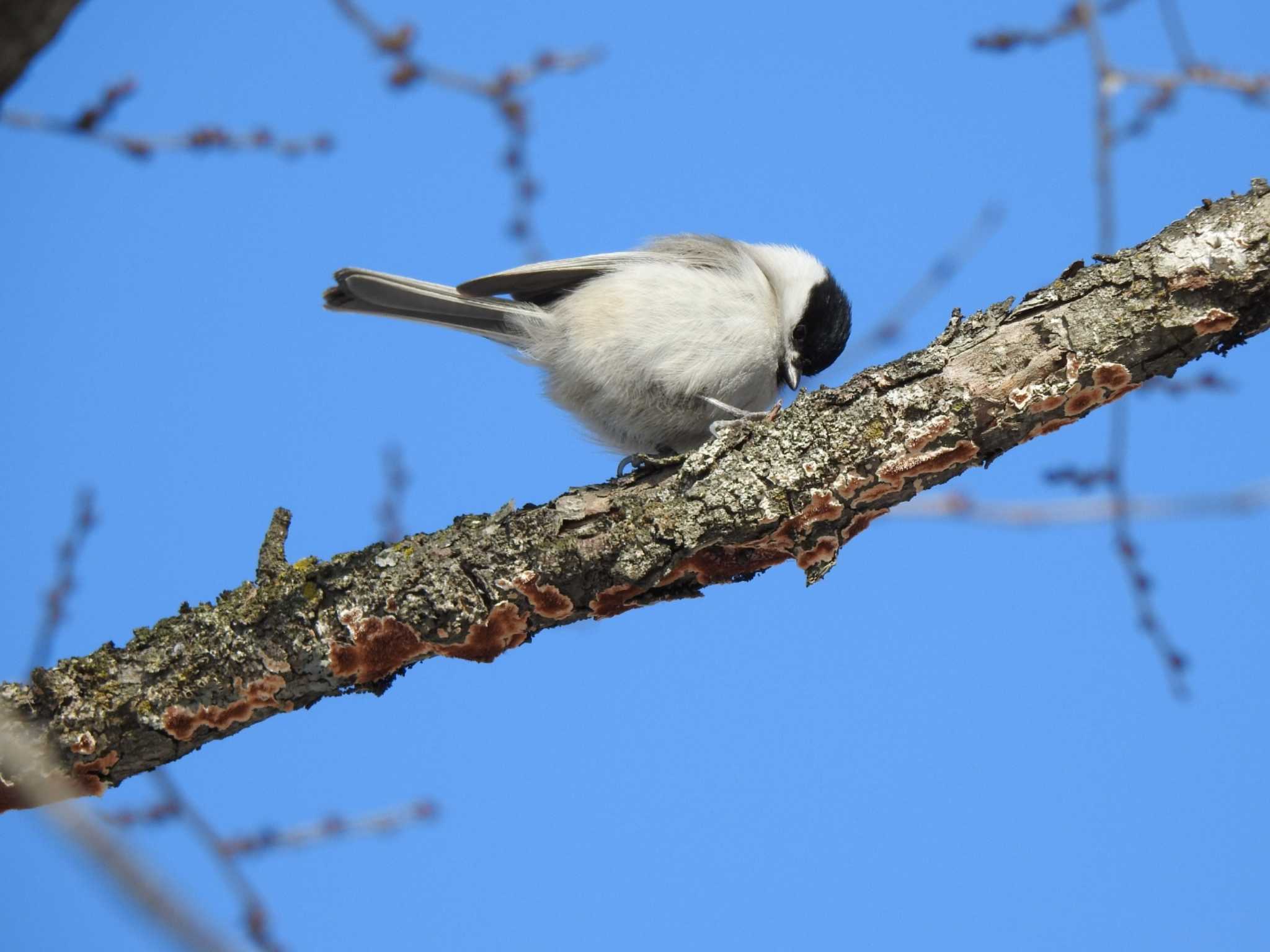 Marsh Tit