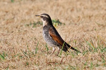 ツグミ 葛西臨海公園 2024年1月22日(月)