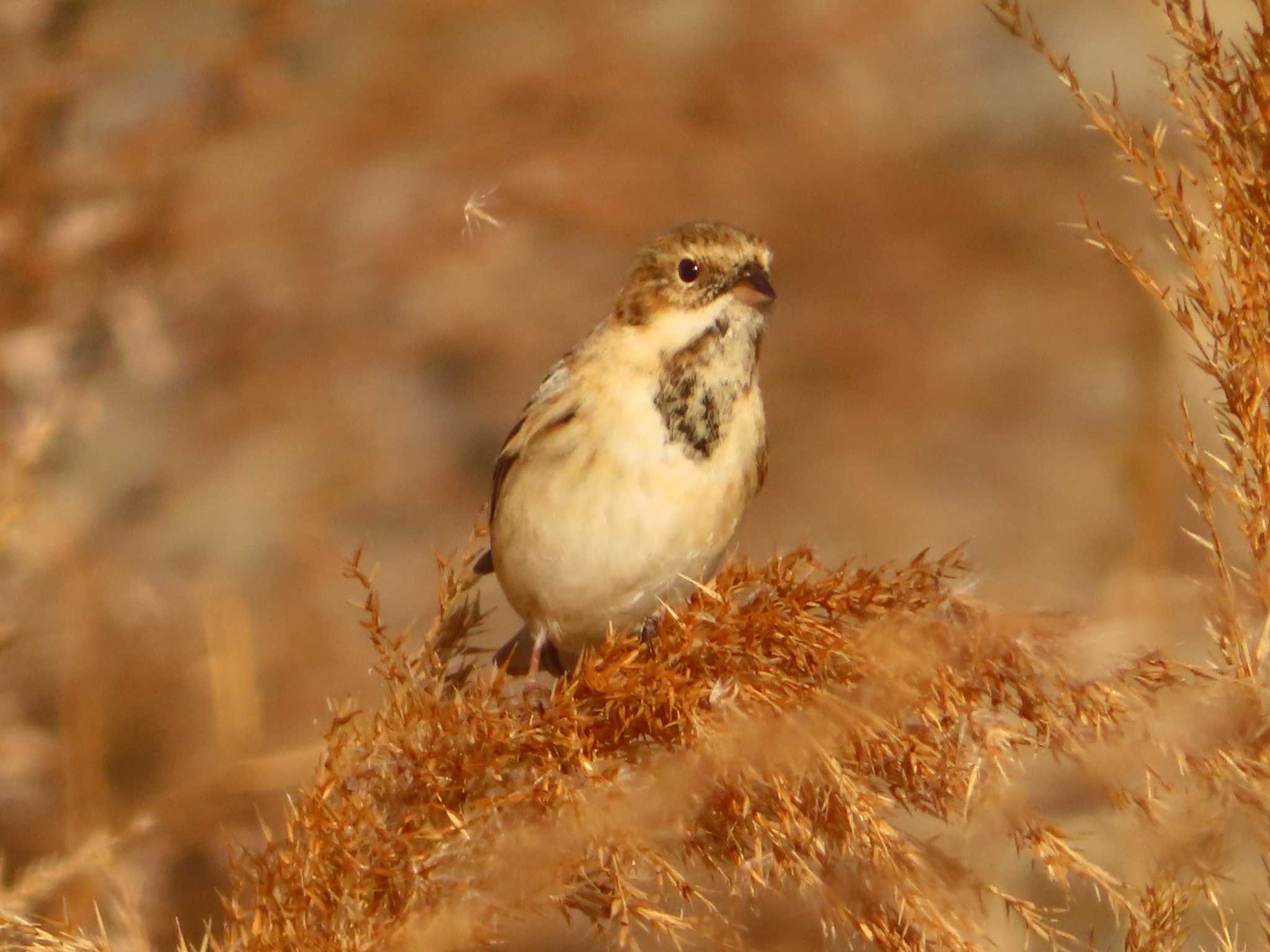 Photo of Pallas's Reed Bunting at 多摩川二ヶ領宿河原堰 by ゆ