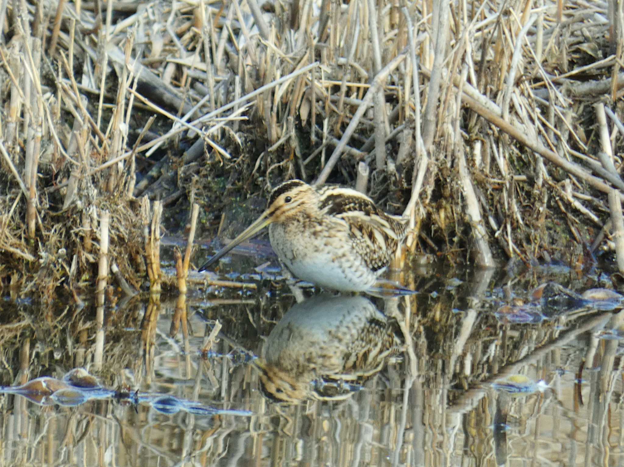 Photo of Common Snipe at 花園中央公園 by Toshihiro Yamaguchi