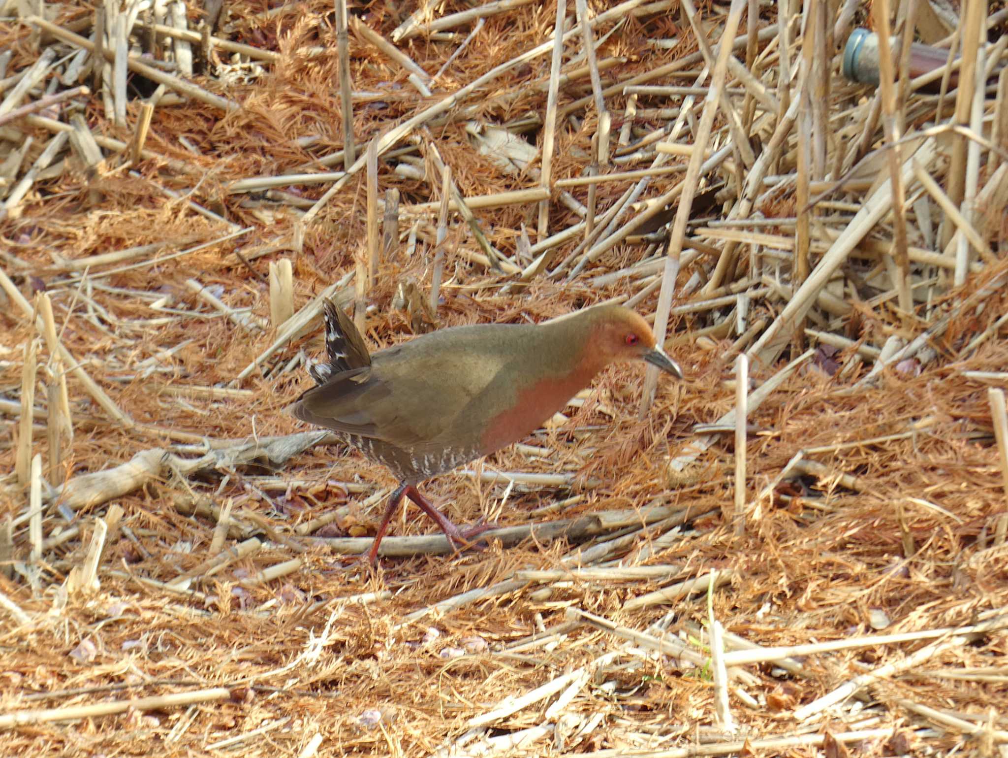 Photo of Ruddy-breasted Crake at 花園中央公園 by Toshihiro Yamaguchi