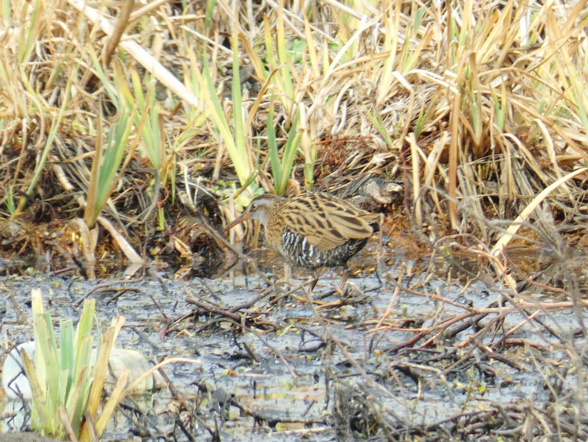 Brown-cheeked Rail