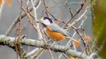 2024年1月21日(日) 長野県上田市 武石の野鳥観察記録