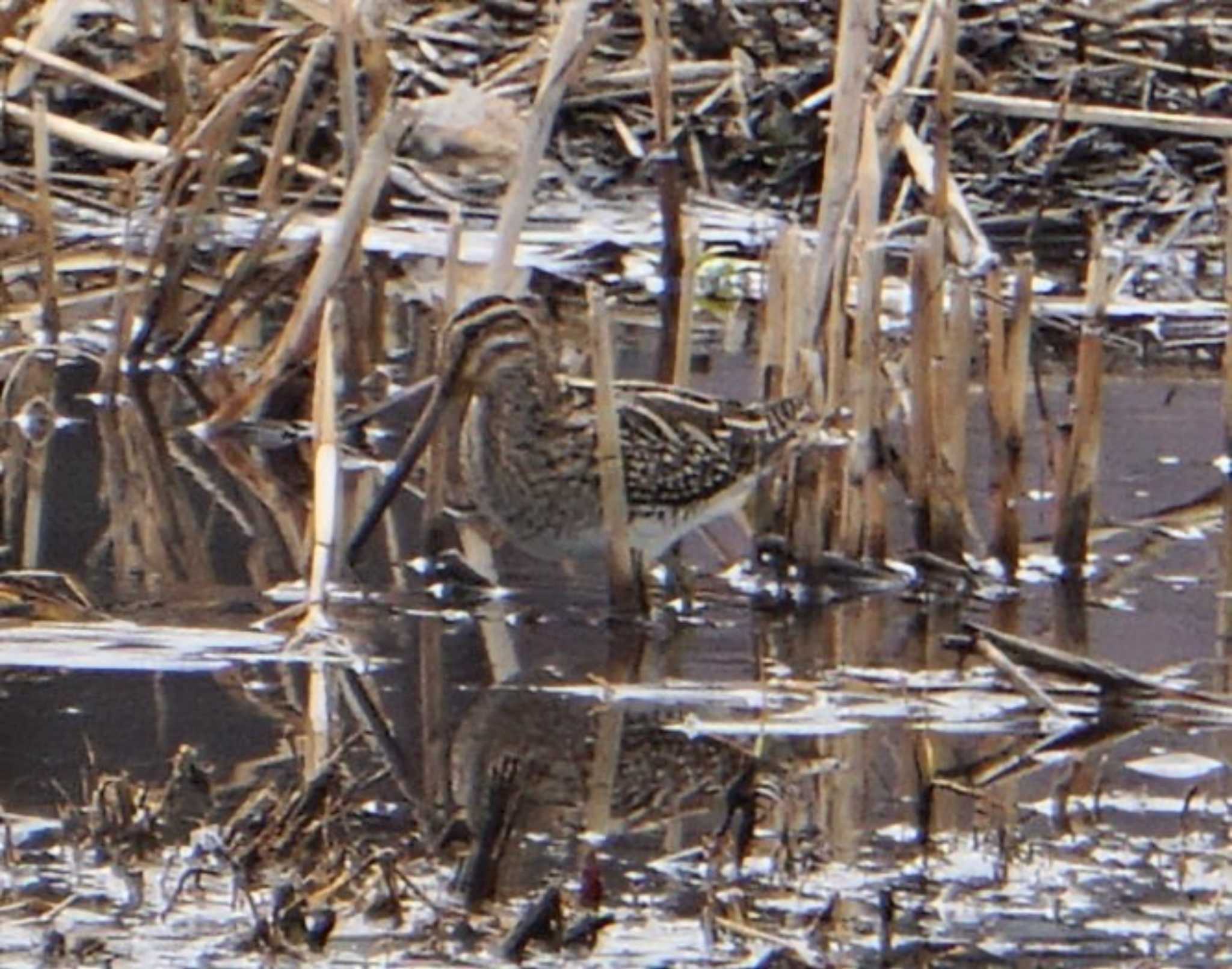 Common Snipe