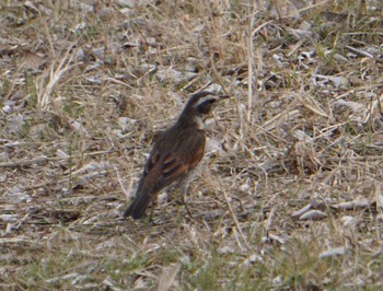 Mon, 1/22/2024 Birding report at 上谷沼調整池