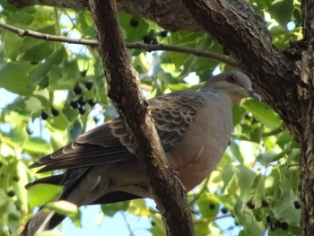 Oriental Turtle Dove 神戸市 Sat, 11/10/2018