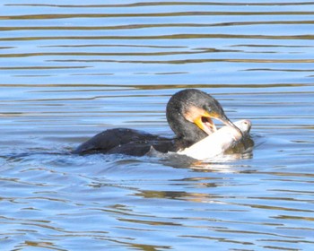 カワウ 葛西臨海公園 2024年1月19日(金)