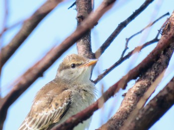 White-winged Triller Central Coast Wetlands Pioneer Dairy(NSW) Sun, 1/7/2024