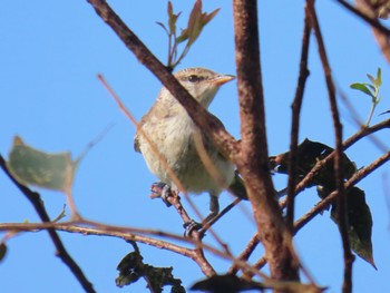 White-winged Triller Central Coast Wetlands Pioneer Dairy(NSW) Sun, 1/7/2024