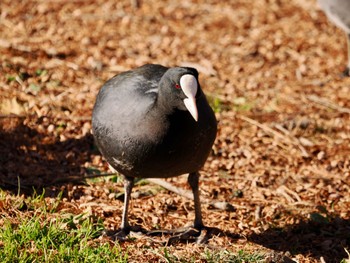 オオバン 水元公園 2024年1月15日(月)