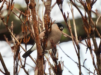 2024年1月22日(月) 六甲山の野鳥観察記録