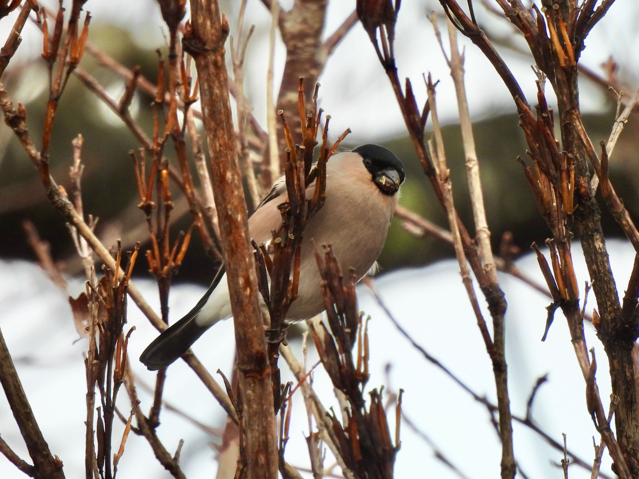 Eurasian Bullfinch(rosacea)