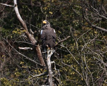 Steller's Sea Eagle 山本山(滋賀県) Mon, 1/22/2024