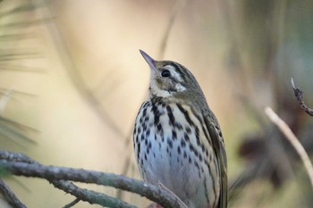 2024年1月6日(土) 京都御苑の野鳥観察記録