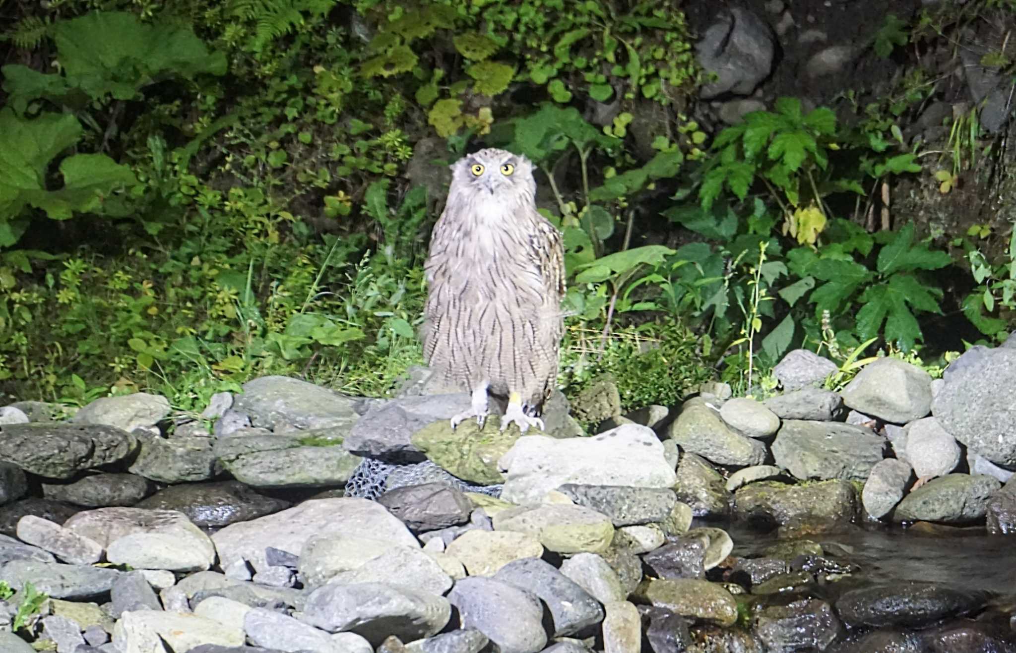 Photo of Blakiston's Fish Owl at 民宿 鷲の宿(羅臼) by はるあお