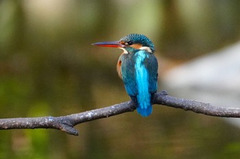 2024年1月22日(月) 大泉緑地の野鳥観察記録