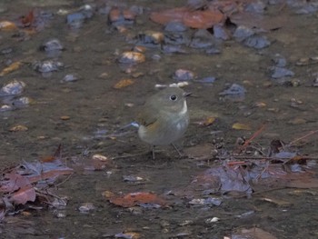 Red-flanked Bluetail 岩屋堂公園 Mon, 1/22/2024