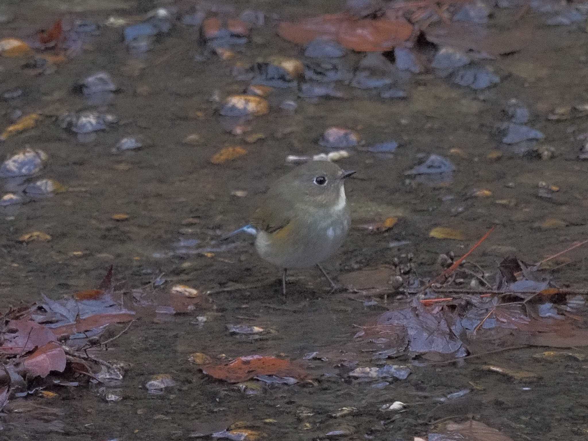 Red-flanked Bluetail