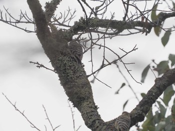 Japanese Pygmy Woodpecker 岩屋堂公園 Mon, 1/22/2024