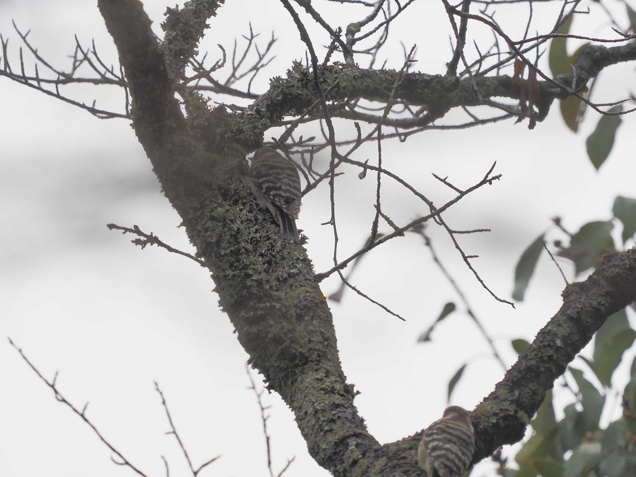 Japanese Pygmy Woodpecker