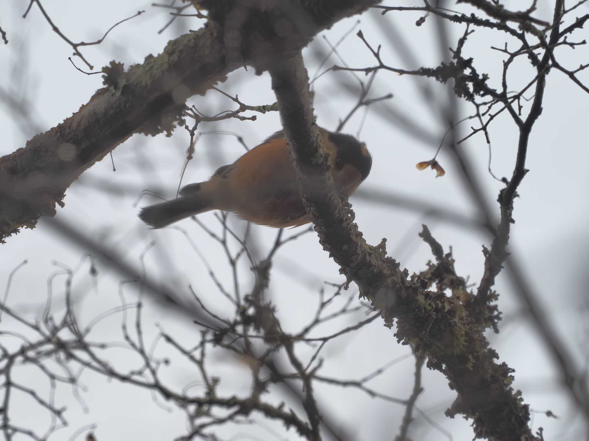 Varied Tit