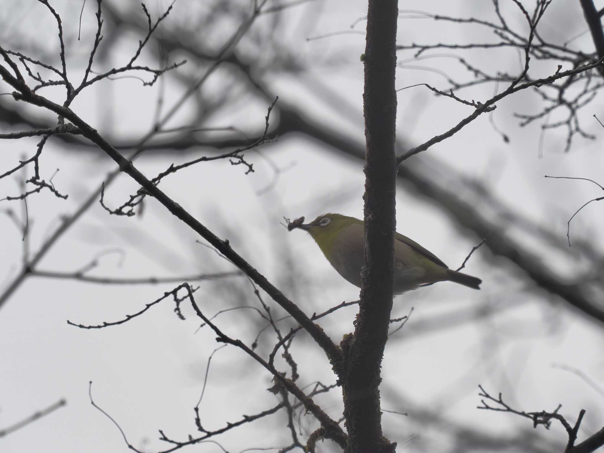 Warbling White-eye