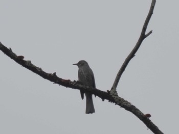 Brown-eared Bulbul 岩屋堂公園 Mon, 1/22/2024