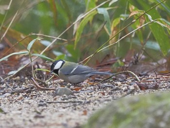 Japanese Tit 岩屋堂公園 Mon, 1/22/2024