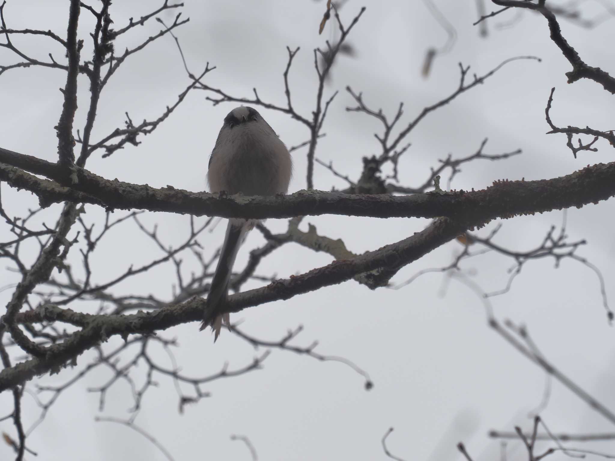 Long-tailed Tit