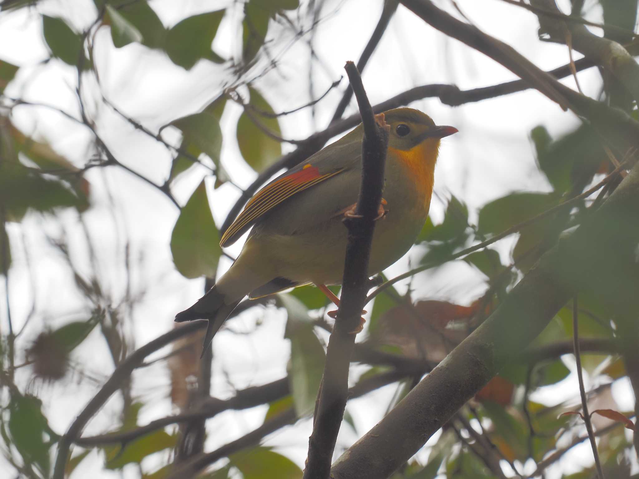 Red-billed Leiothrix