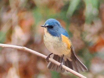 ルリビタキ 小宮公園(八王子) 2024年1月22日(月)